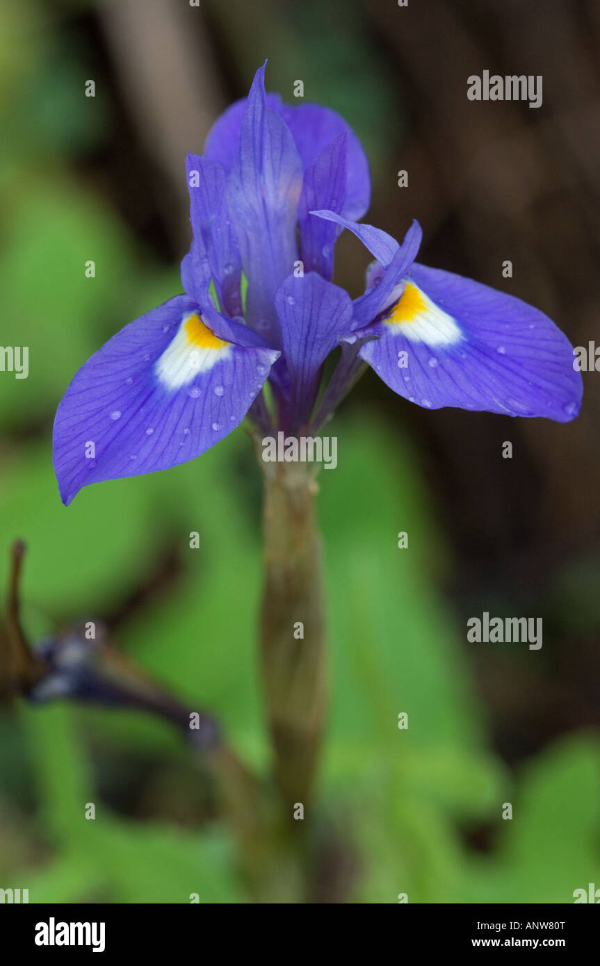 Barbary Mutter Iris (Gynandriris Sisyrinchium) Stockfoto