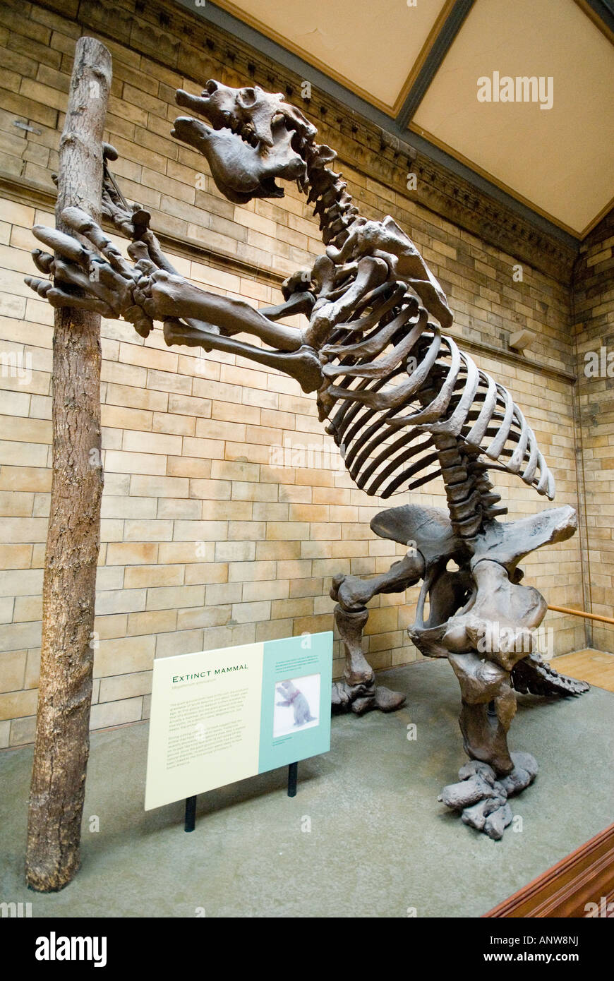 Dinosaurier-Skelett Natural History Museum London Stockfoto