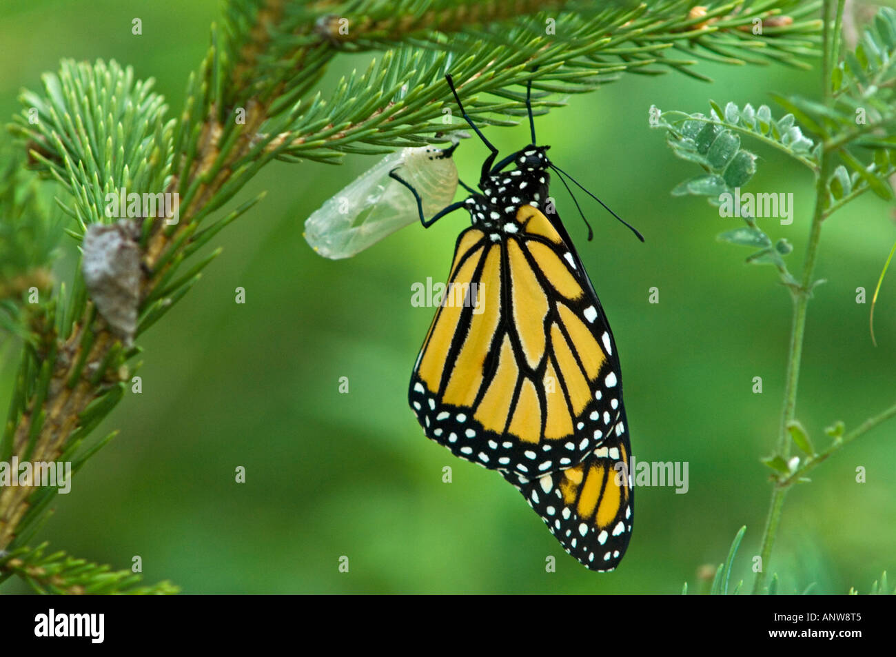 Monarchfalter Danaus Plexippus entsprang Erwachsenen frisch Chrysallis Ontario Stockfoto