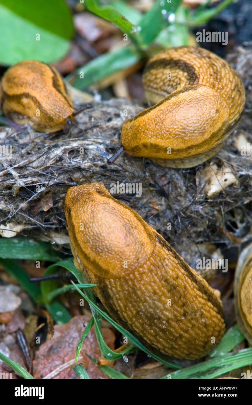Schnecken Muscheln essen wild Kot Ontario angezogen Stockfoto