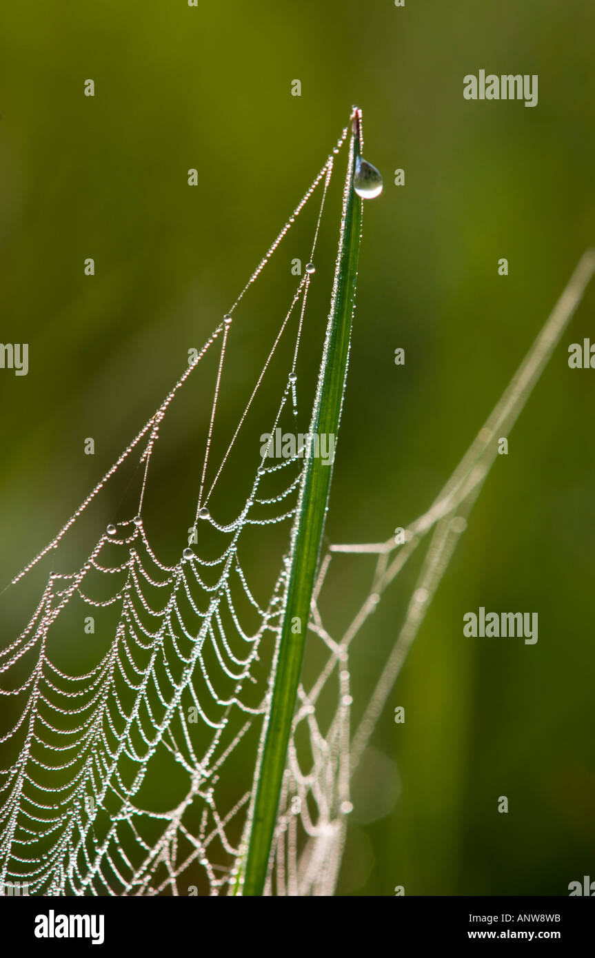 Orb Weaver Spinnennetz mit Morgentau Ontario Stockfoto