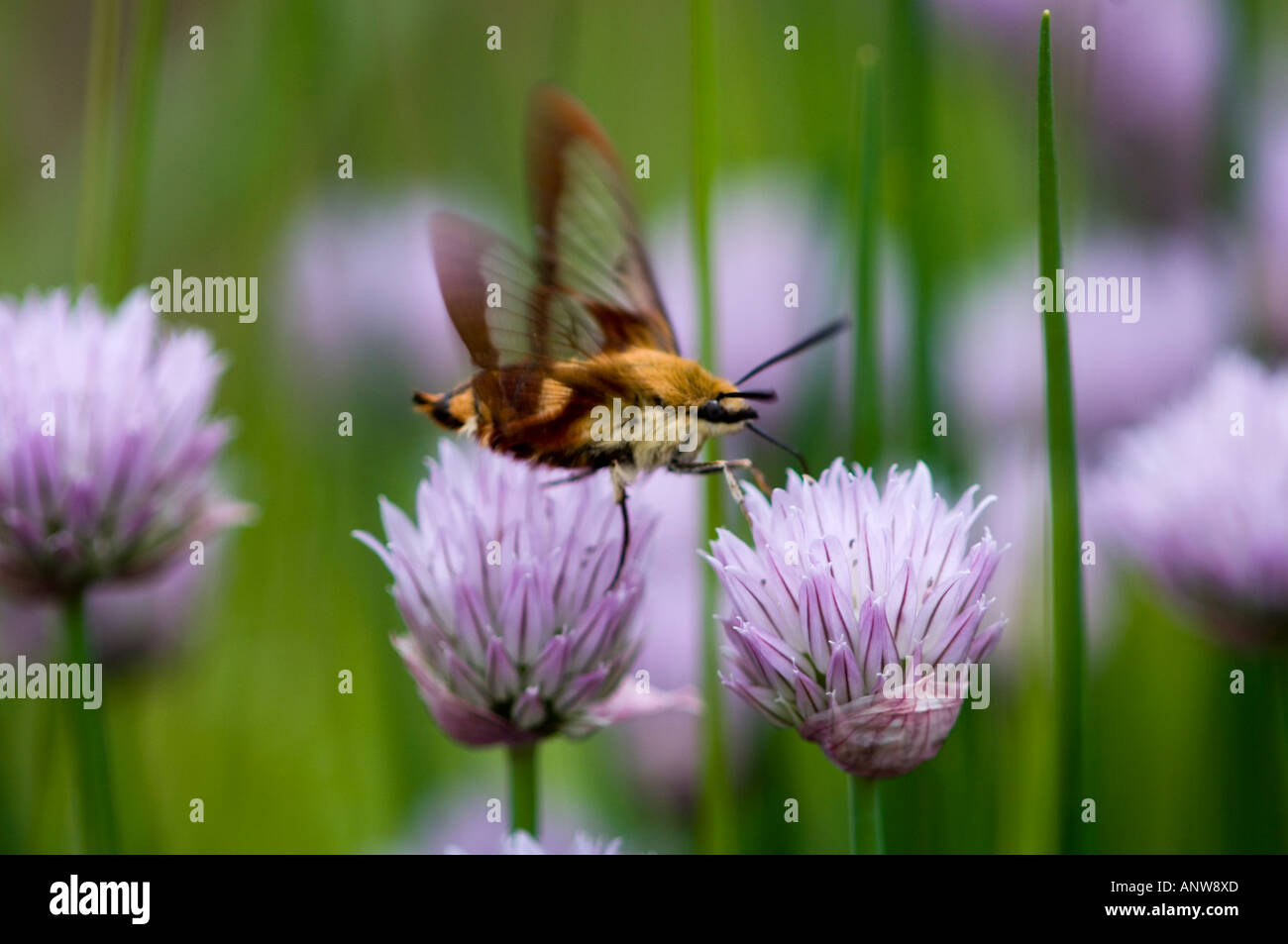 Clearwing Kolibri Motte (Hemaris Thysbe) Nectaring am Schnittlauch Blumen Ontario Stockfoto