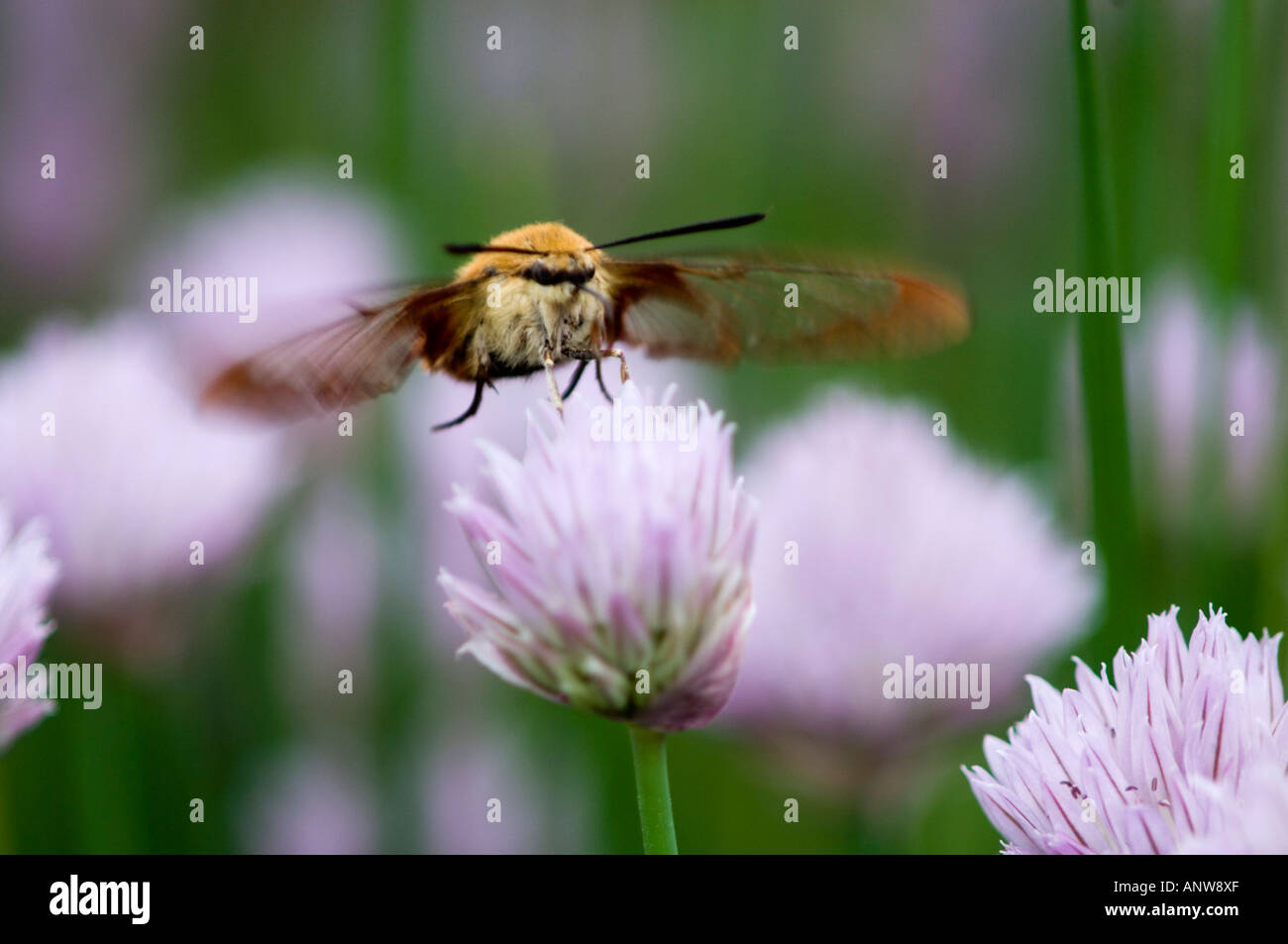 Clearwing Kolibri Motte (Hemaris Thysbe) Nectaring am Schnittlauch Blumen Ontario Stockfoto