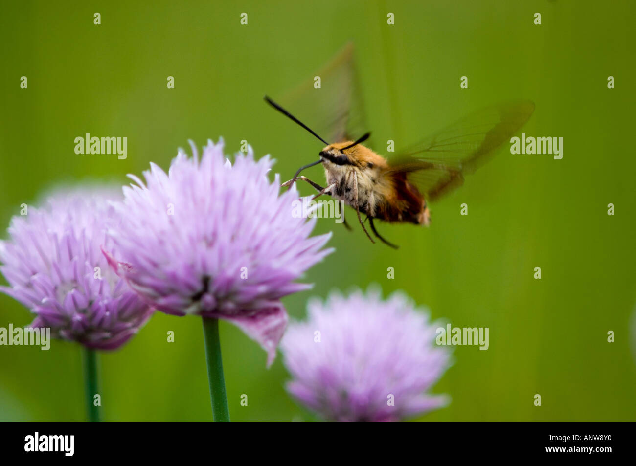 Clearwing Kolibri Motte (Hemaris Thysbe) Nectaring am Schnittlauch Blumen Ontario Stockfoto