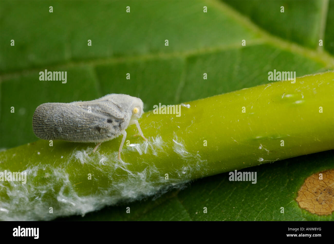 Citrus Flatid Planthopper auf einem Pflanzenstängel bedeckt mit weißen Fasern produziert von den Nymphen für die Verteidigung. Stockfoto