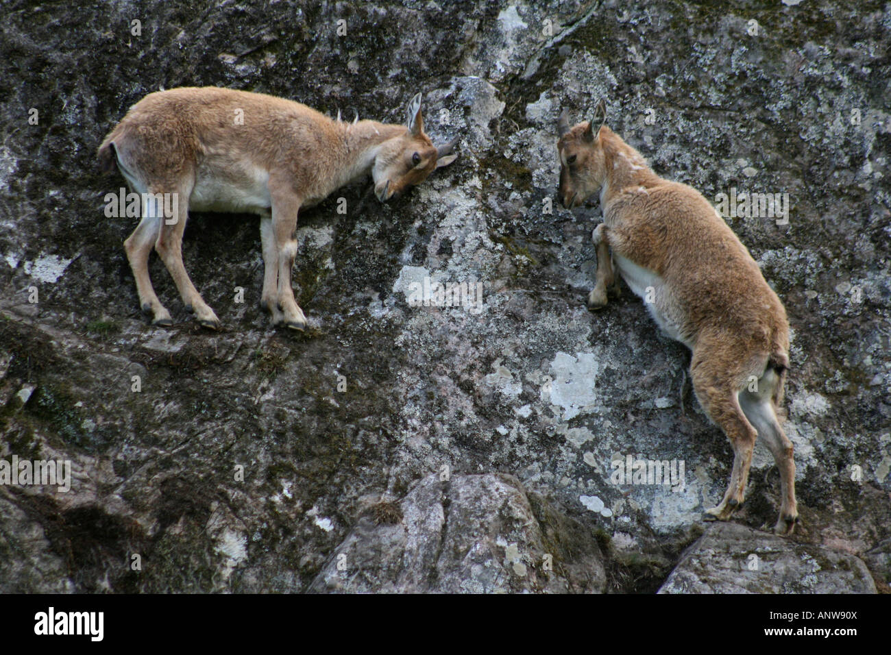 Capra falconeri Fotos und Bildmaterial in hoher Auflösung Alamy