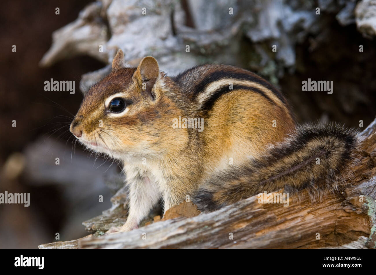 Östlichen Streifenhörnchen (Tamias striatus) Sammeln von Samen in der Backe Beutel Ontario, Kanada Stockfoto