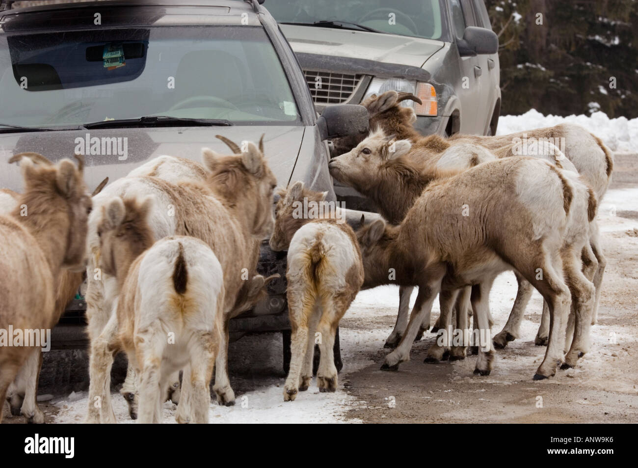 Bighorn sheep Ovis canadensis Herde lecken Streusalz und geparkte Fahrzeuge Lake Minnewanka Straße Banff National Park, Alberta, Kanada Stockfoto