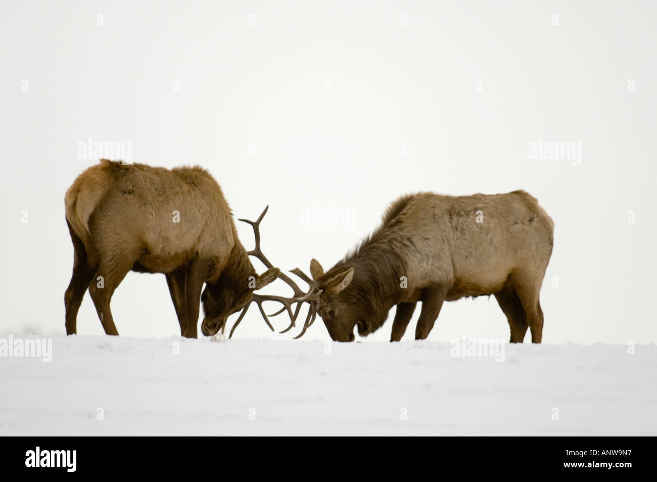 Elk Cervus elaphus Häuslich Stiere, Hirsche Fütterung mit Heu in verschneite Weide Spiegel, Alberta, Kanada Stockfoto