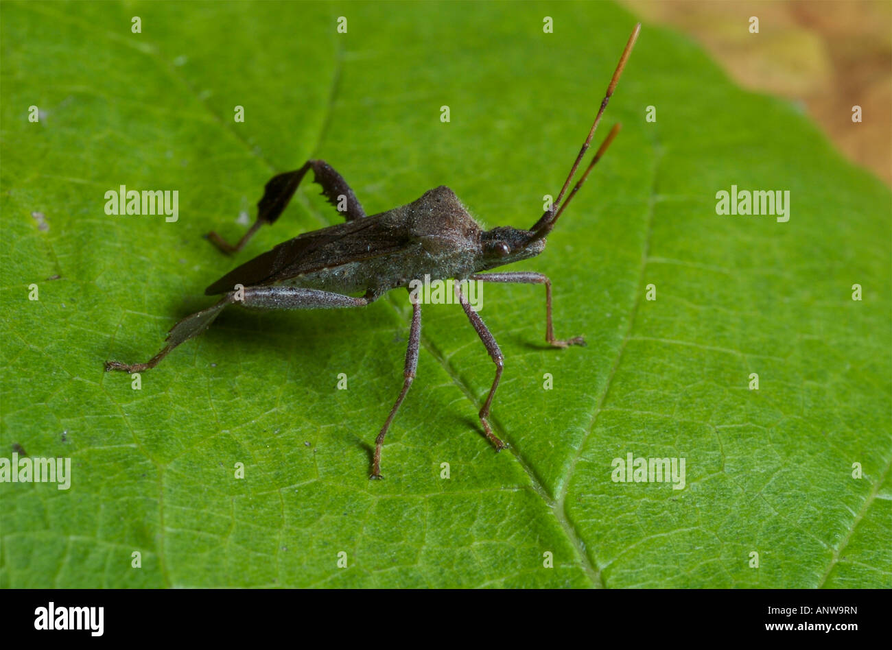 Blatt footed Bug Acanthocephala terminalis Stockfoto