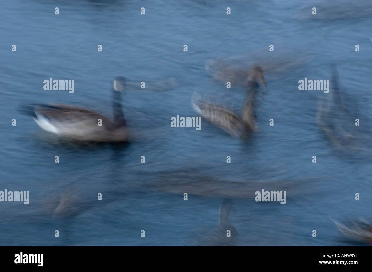 Schwimmen Enten und Gänse bei Abenddämmerung Langzeitbelichtung, größere Sudbury, Ontario Stockfoto