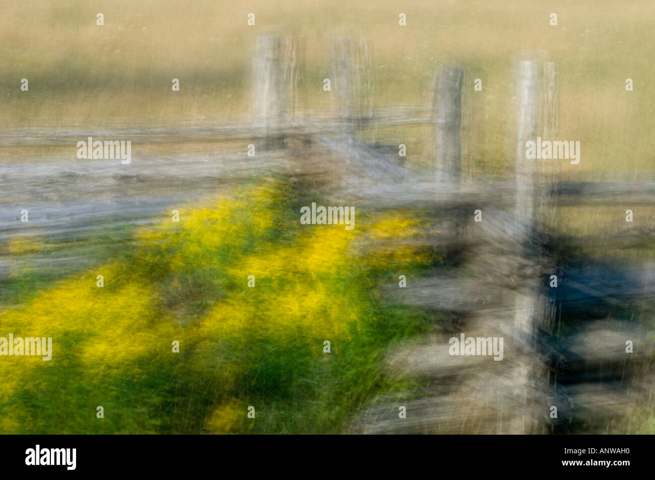 Landschaft Impressionen Zeder split Zaun und Goldrute Mehrfachbelichtung, Manitoulin Island, Ontario Stockfoto