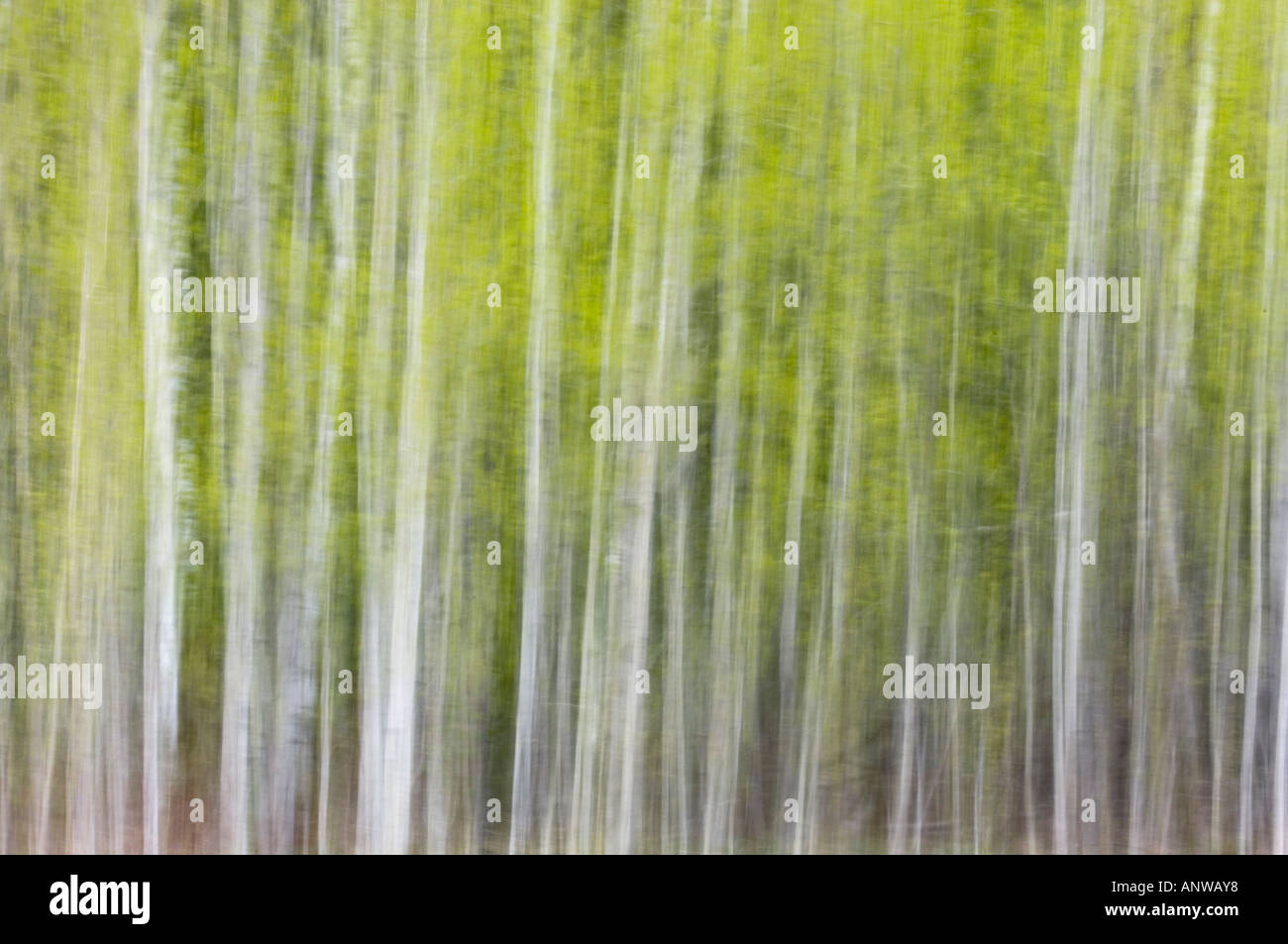 Aspen Grove im Frühjahr Felchen First Nation Ontario Stockfoto