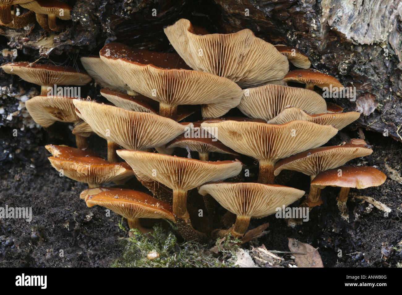 Galerina Marginata (aka Galerina Autumnalis) - giftige Pilze auch bekannt als die Beerdigung Glocke, gesehen hier auf abgestorbenem Holz wächst Stockfoto