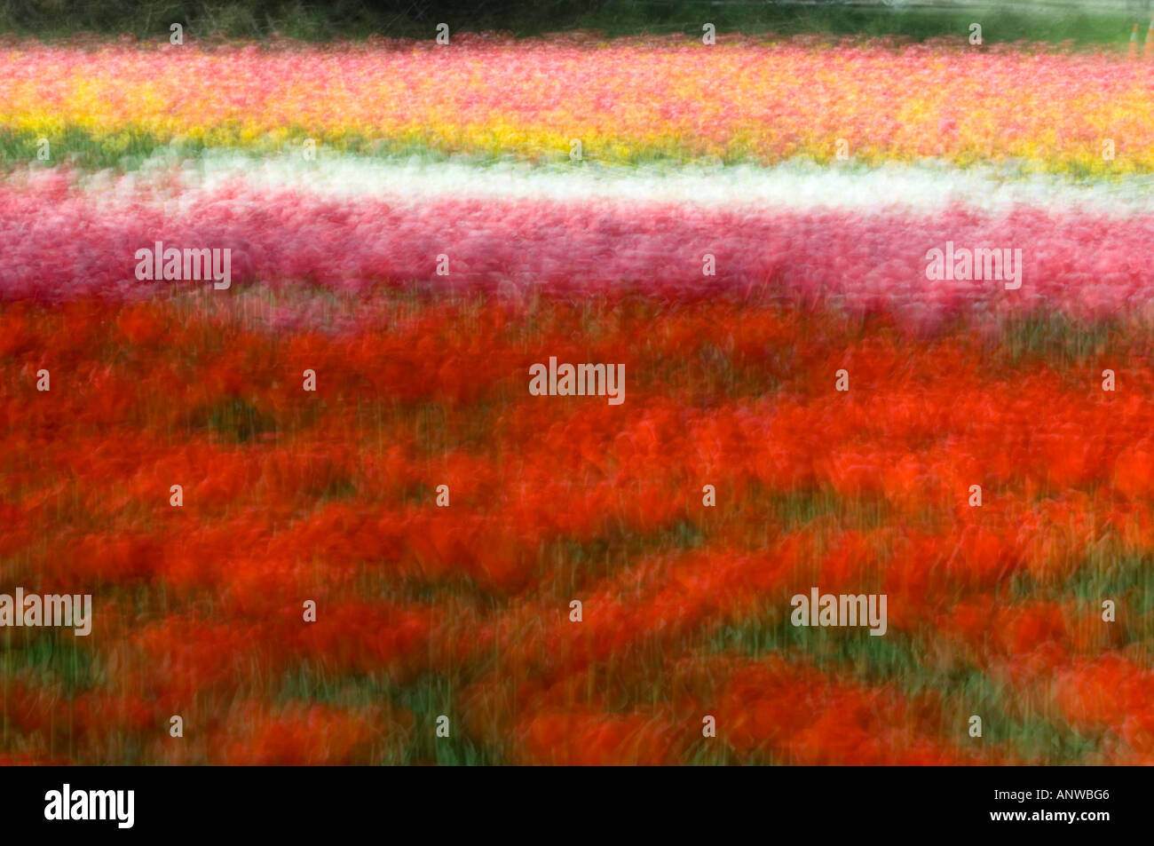 Kanadische Tulpenfestival Fantasy Tulip Betten im Kommissar Park. Ottawa, Ontario Stockfoto