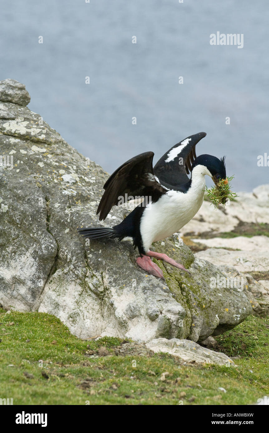 Imperial Shag (Phalacrocorax Atriceps Albiventer) Erwachsenen sammeln Verschachtelung materielle Pebble Island West Falkland South Atlantic Stockfoto