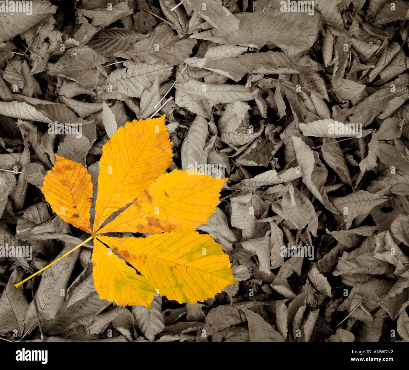 Autumn Leaves Farbausführung Mono Bild von Herbstlaub auf einem Waldboden Stockfoto