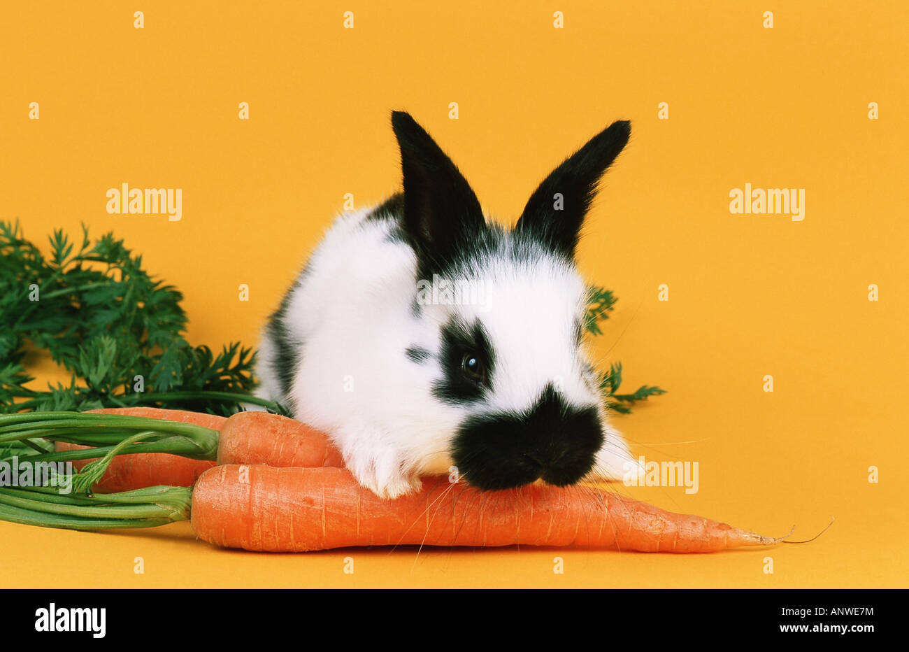 Hauskaninchen Oryctolagus Cuniculus f Domestica mit Karotten Stockfoto