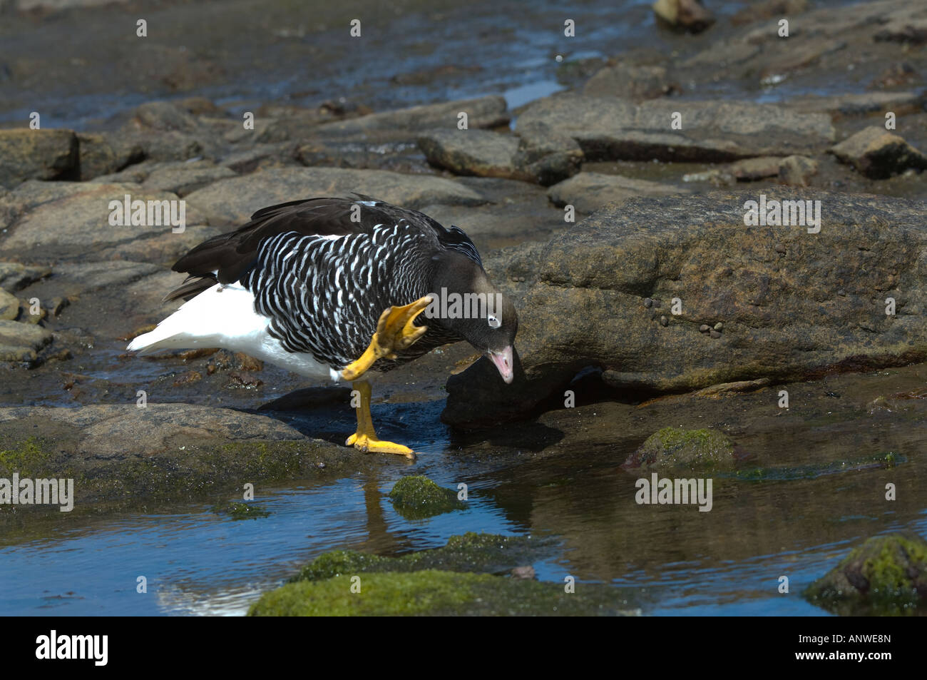 Seetang Gans (Chloephaga Hybrida) Erwachsenfrau frisches Trinkwasser aus dem Hochland Stream Saunders Island West Falkland Atlantic Stockfoto