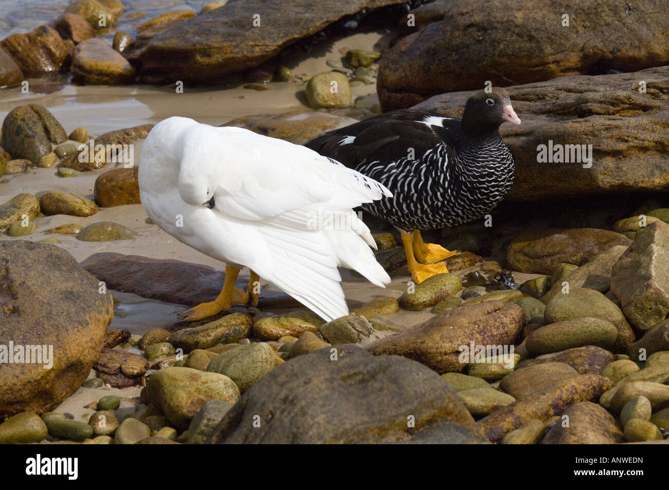 Seetang Gans (Chloephaga Hybrida) Erwachsenen paar ruhend männlichen Gefiederpflege West Point Island West Falkland Südatlantik Dezember Stockfoto