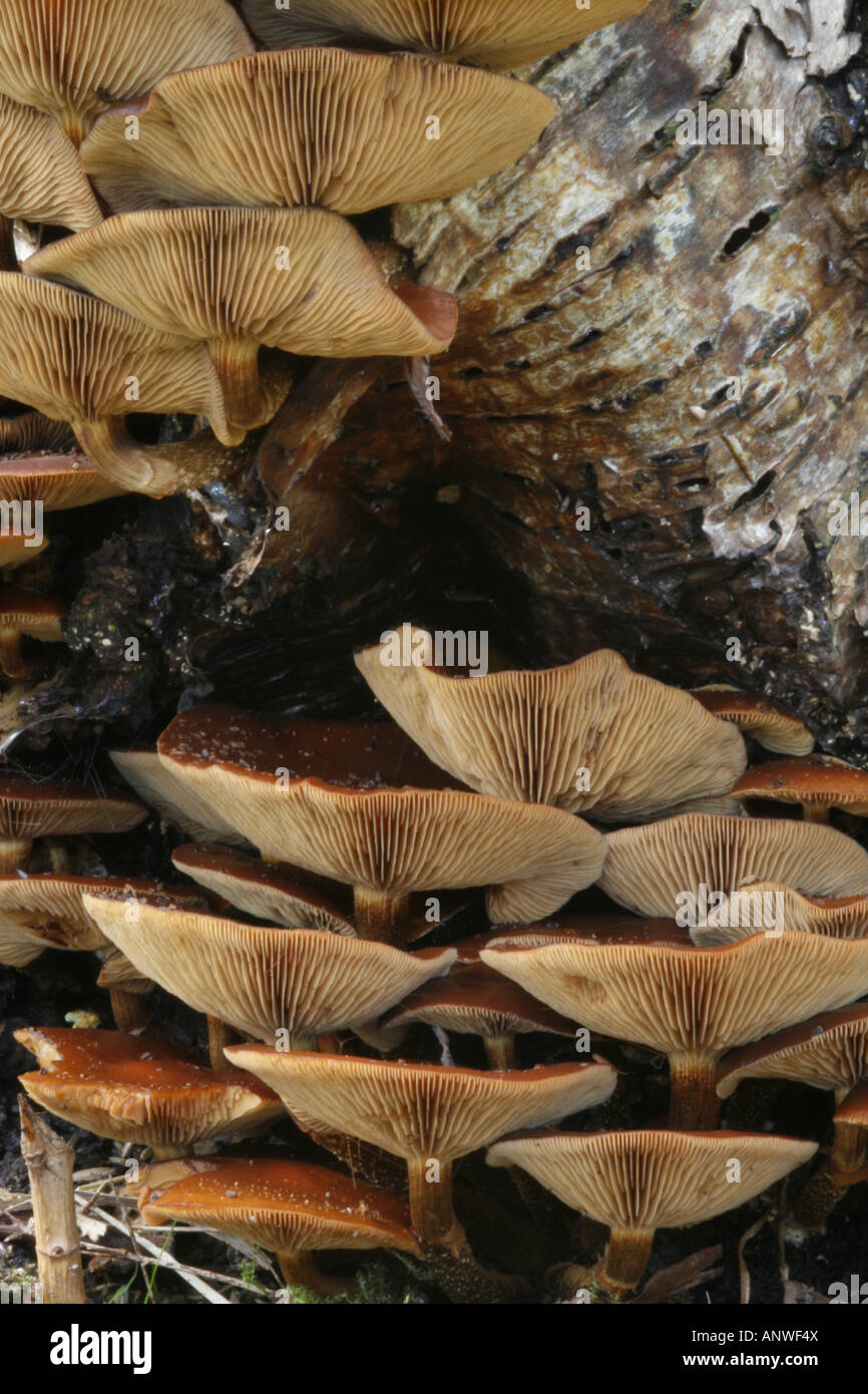 Galerina Marginata (aka Galerina Autumnalis) - giftige Pilze auch bekannt als die Beerdigung Glocke, gesehen hier auf abgestorbenem Holz wächst Stockfoto