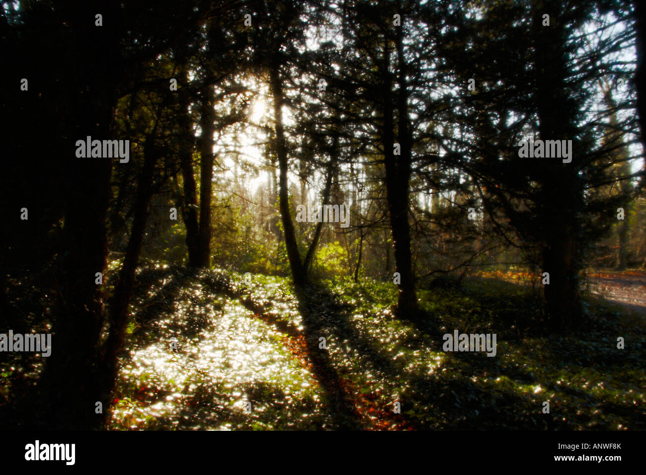 Ätherisch Glanz des Sonnenlichts durch Bäume. Stockfoto
