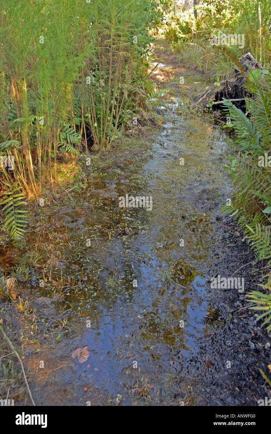 Florida Tiger Creek Preseve Hochwasser überflutet trail Stockfoto