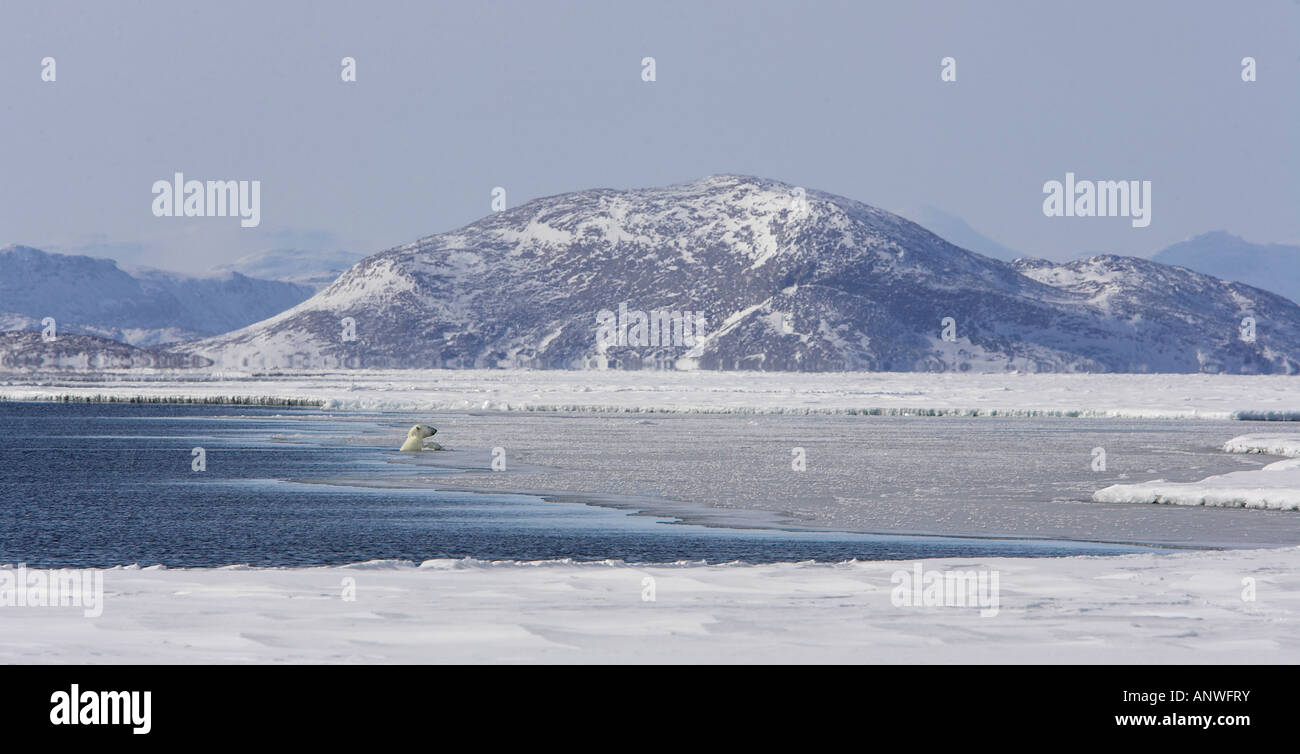 Eisbär in Kanada Stockfoto