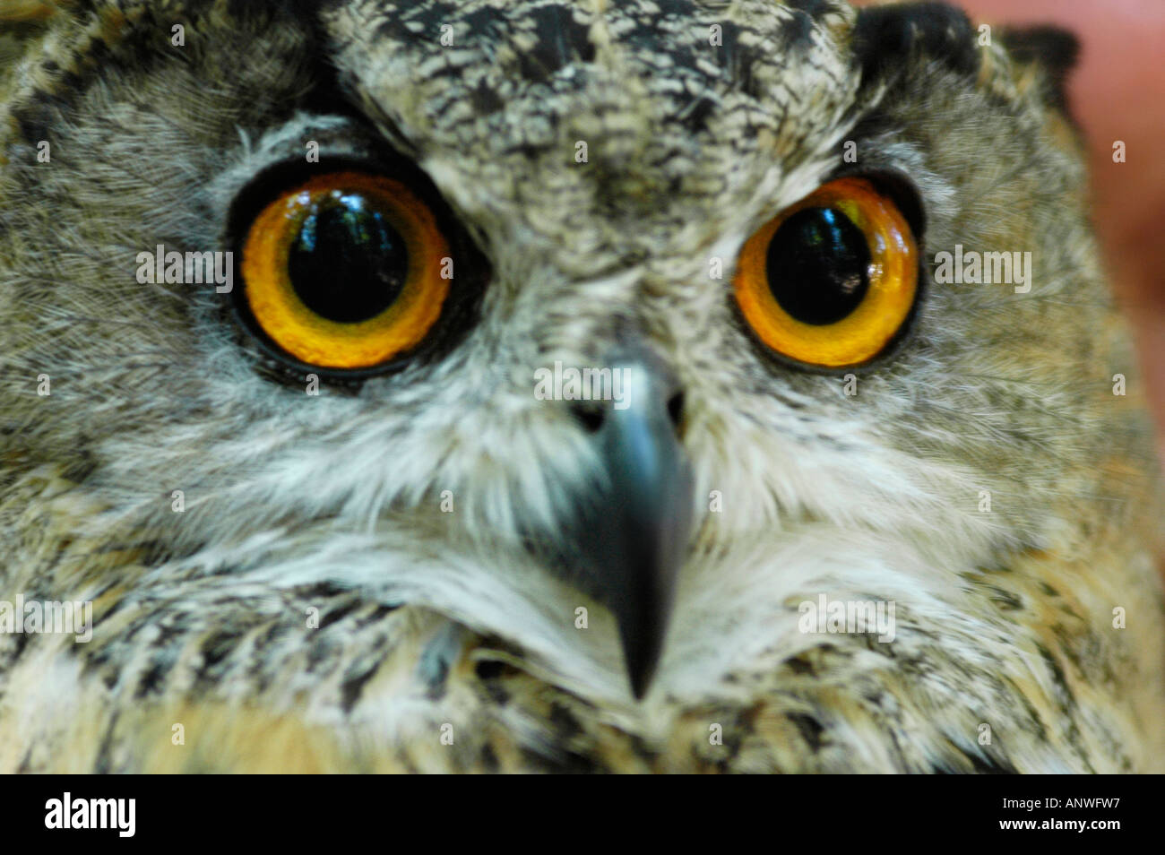 Uhu (Bubo Bubo), portrait Stockfoto