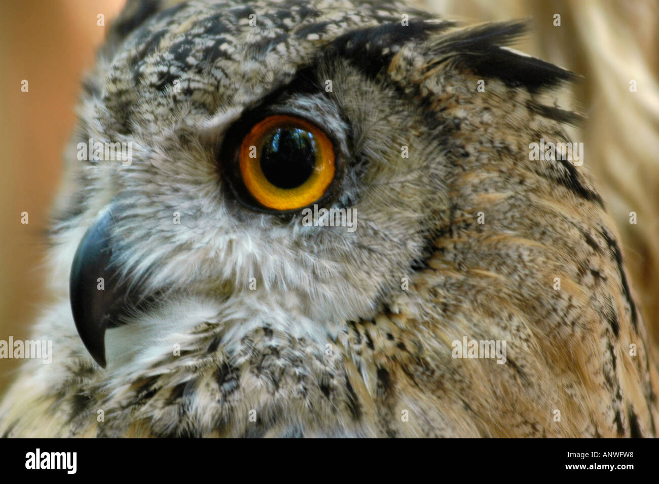 Uhu (Bubo Bubo), portrait Stockfoto