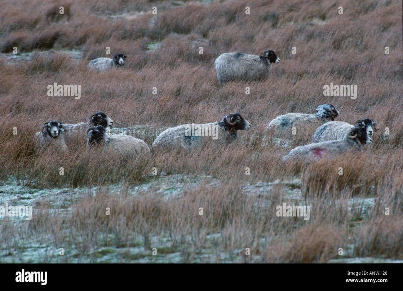 Swaledale Schafen Portrait Winter Yorks UK Stockfoto