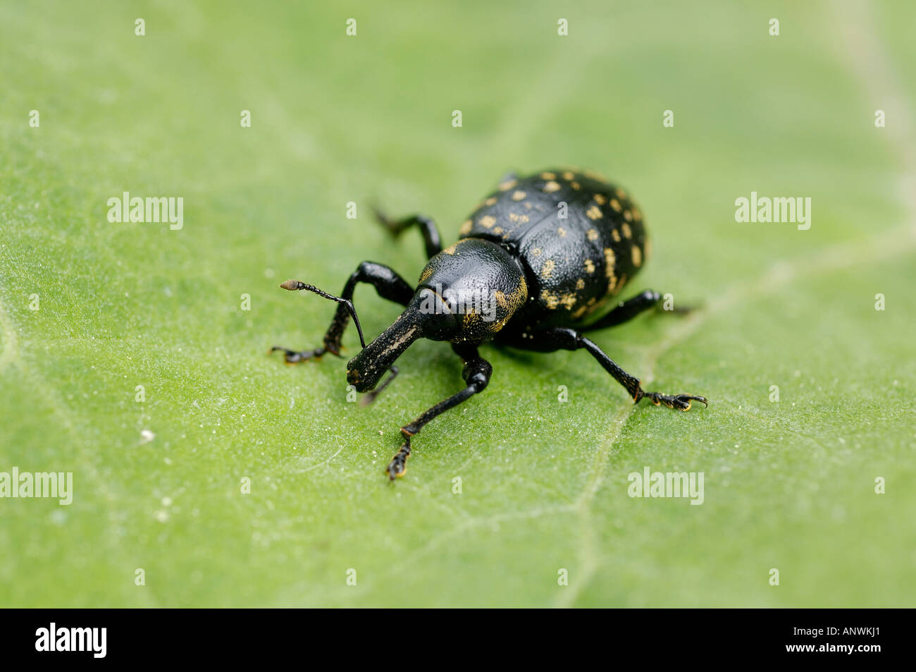 Schnauze Käfer verlassen Rüsselkäfer Curculionidae, Liparus Glabirostris auf grün Stockfoto