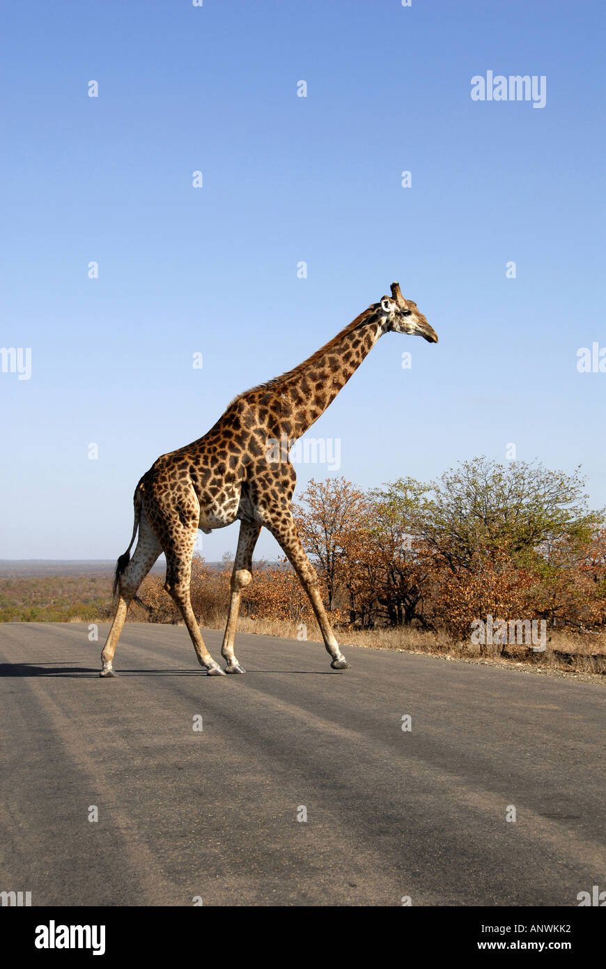 Giraffe (Giraffa Plancius) überquert eine Straße in den Krugerpark, Südafrika Stockfoto