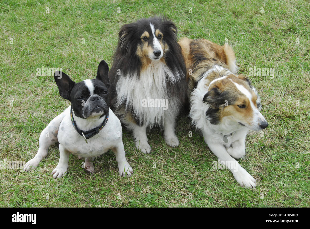 Gruppe von Hunden, französische Bulldogge, Shelty und Collie mix  Stockfotografie - Alamy