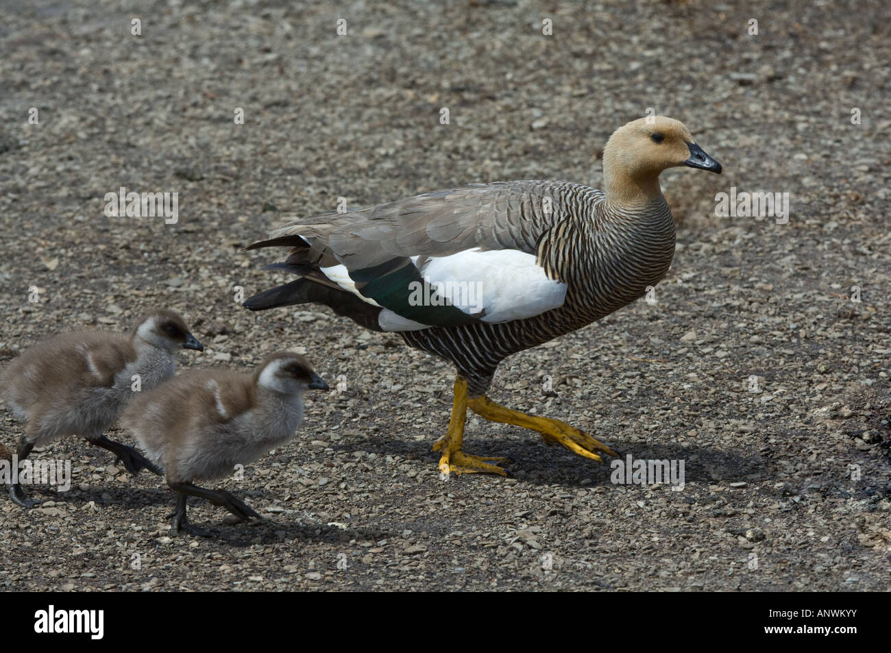 Upland Gans Chloephaga Picta Leucoptera Erwachsenfrau mit zwei Gänsel laufen auf Schindel Biber Teich Ufer Sea Lion Falkland-Inseln Stockfoto