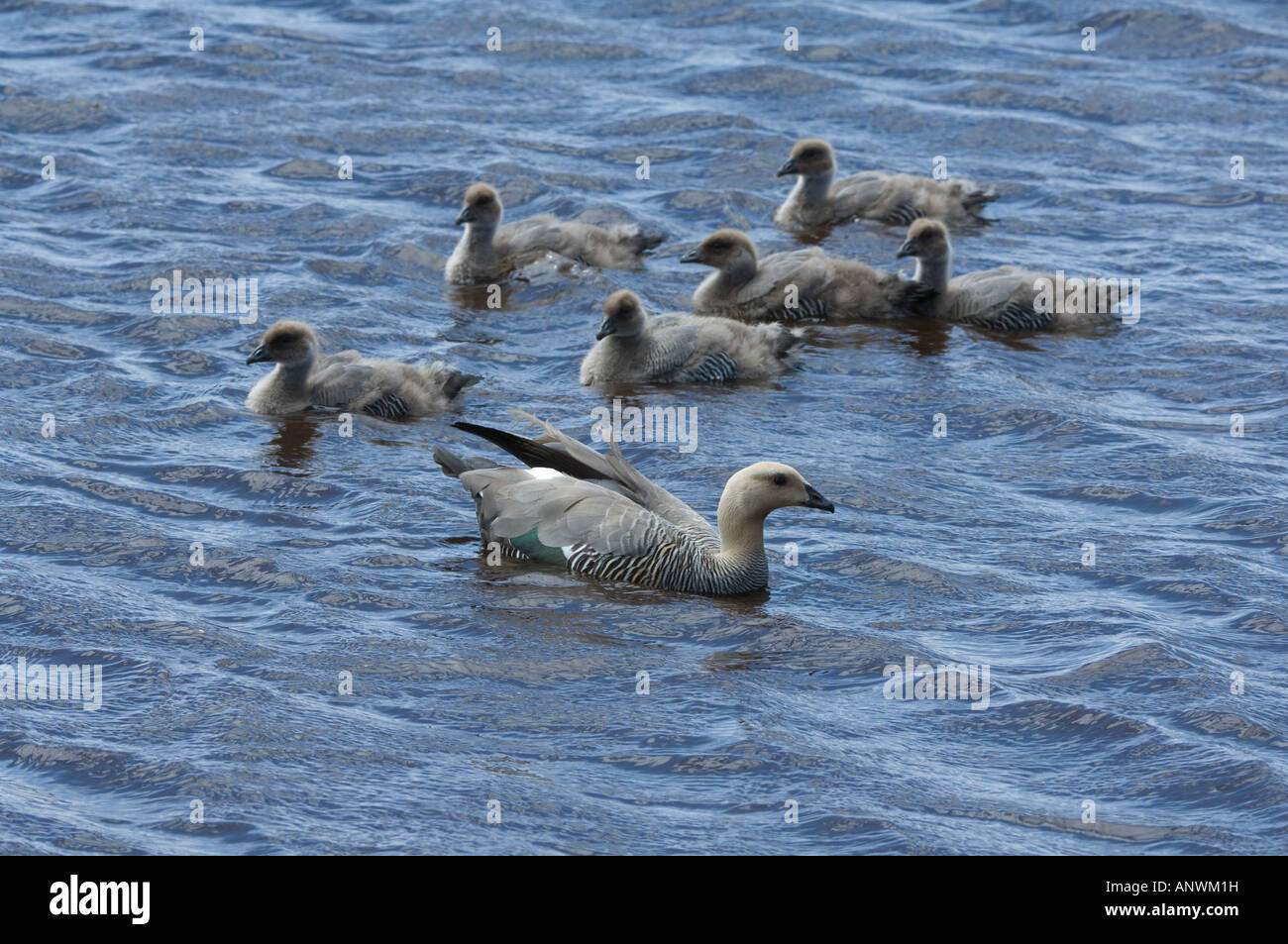 Upland Gans Chloephaga Picta Leucoptera Erwachsenfrau mit Gänsel auf Wasser Beaver Teichrand Sea Lion Falkland-Inseln Stockfoto