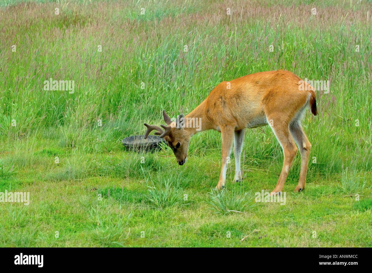 Red tailed Sitka Rehe im Alaska Wildlife center Stockfoto