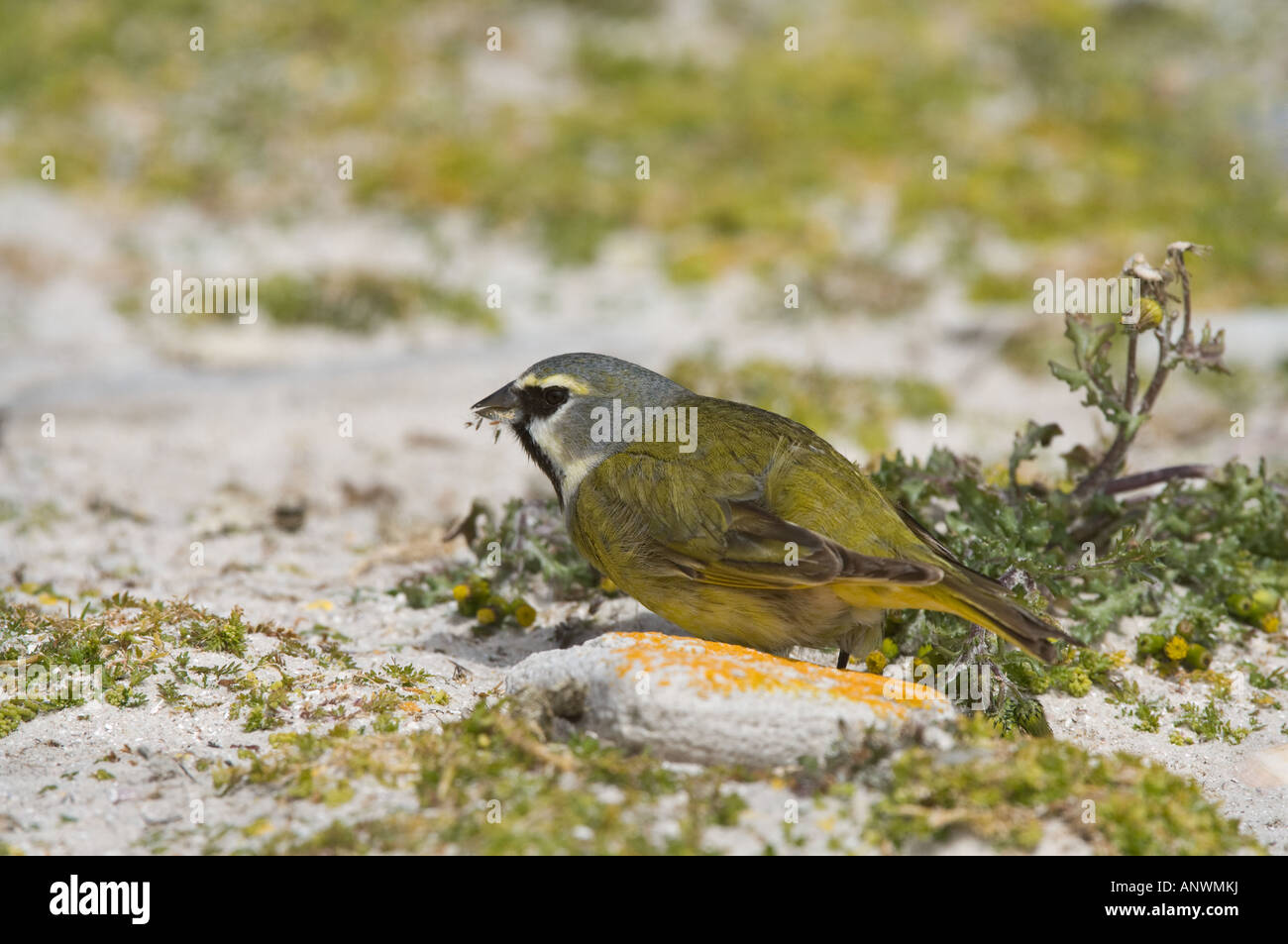 Black-throated, geflügelte Kanarischen (Finch Melanodera M. Melanodera) erwachsenen männlichen ernährt sich von Samen, Karkasse Insel West Falkland Stockfoto