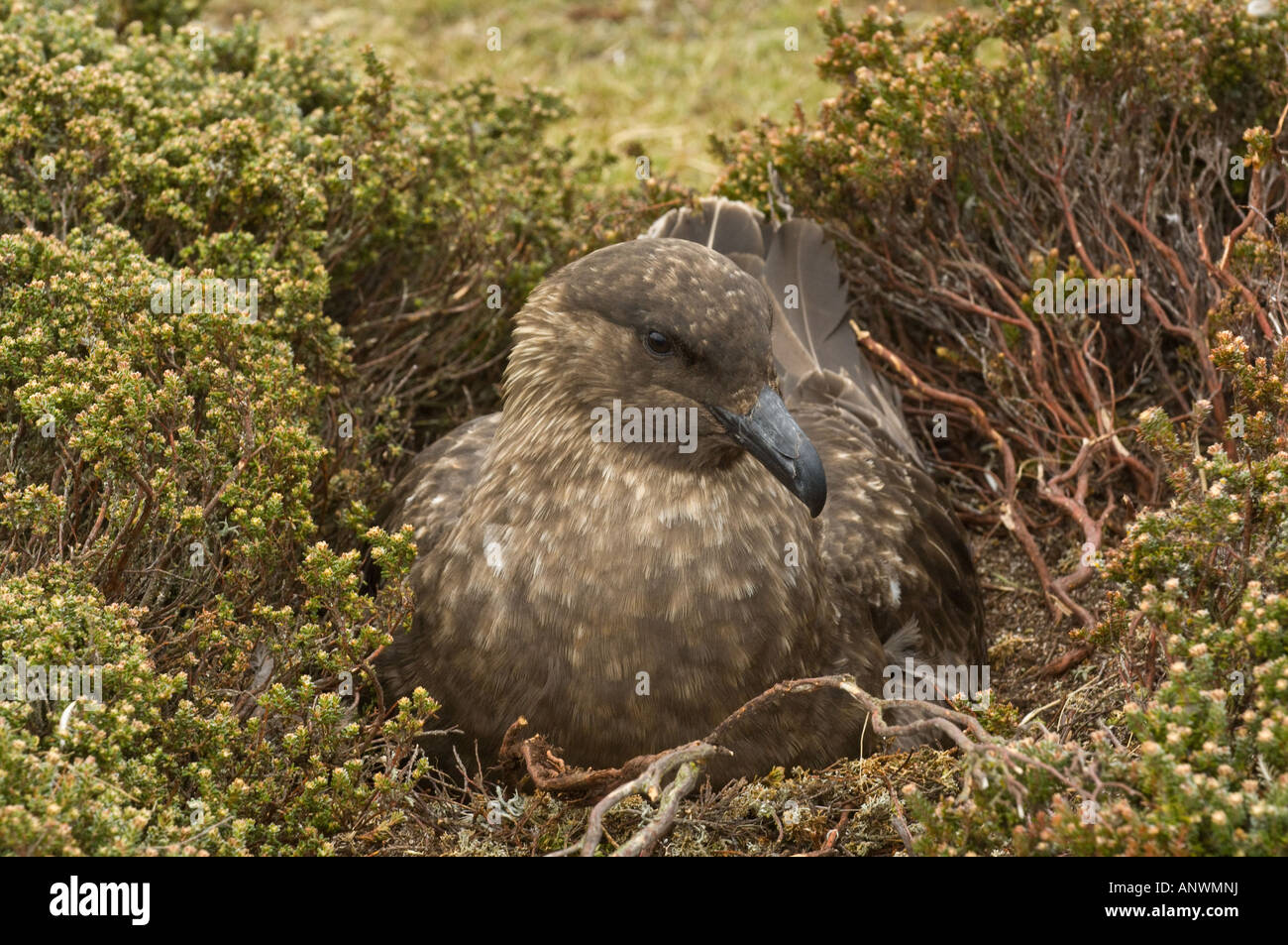 Braune Raubmöwen (Catharacta Antarctica) sitzen am Nest Incubating Eiern, Pebble Island, West Falkland-Süd-Atlantik Stockfoto