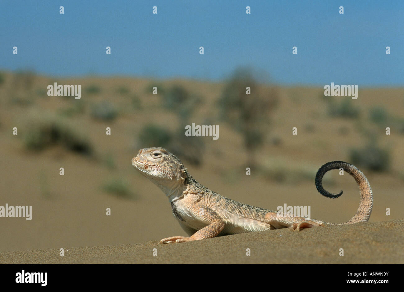 geheime Toadhead Agama, Kröte leitete Agama (Phrynocephalus Mystaceus), männlich in bedrohlichen Lage, Usbekistan, Karakalpakstan, Stockfoto