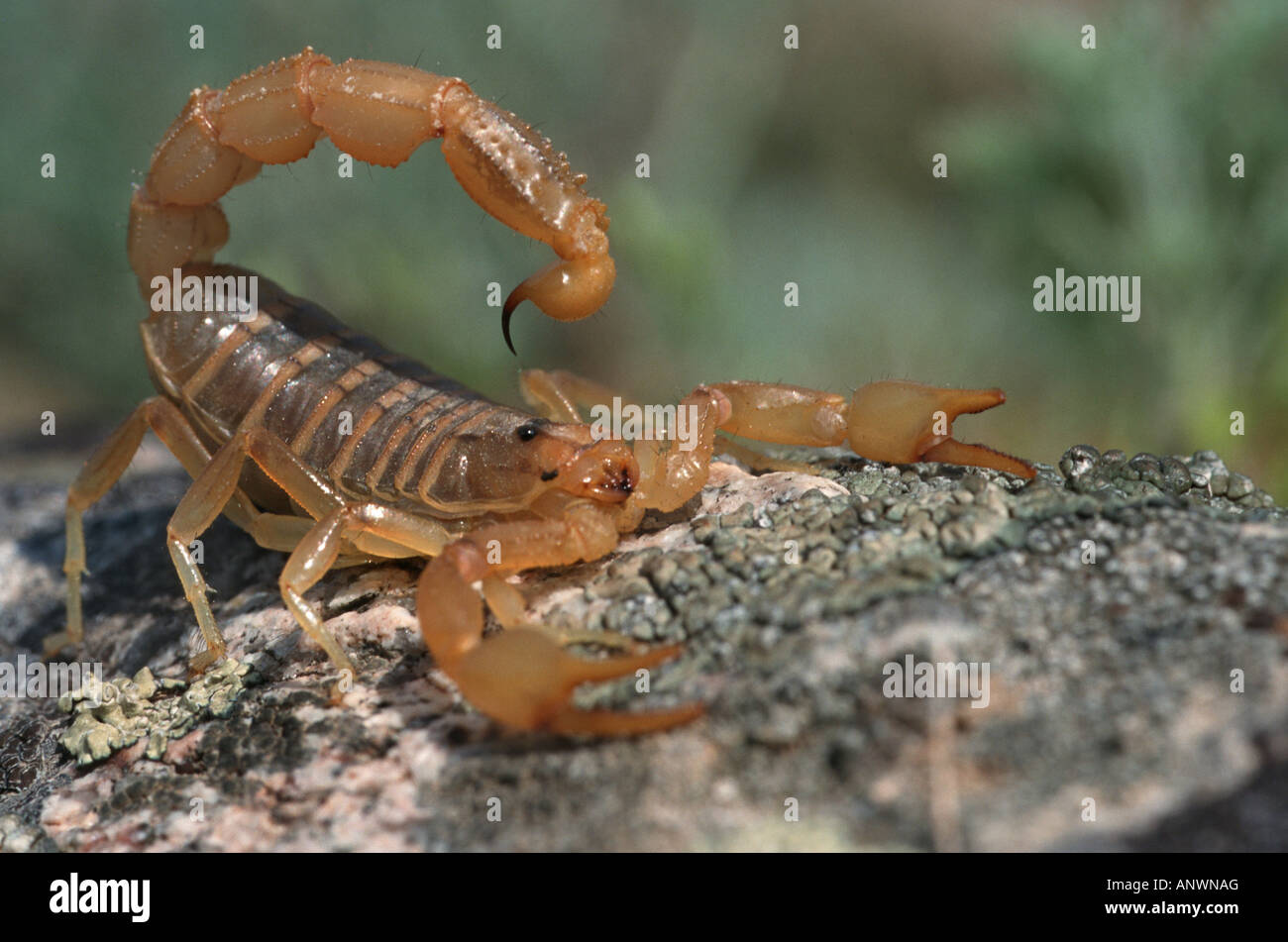 Skorpion (Pseudochactas Ovchinnikovi), Scorpion in bedrohlichen positionieren, Kasachstan, Tien Shan Stockfoto