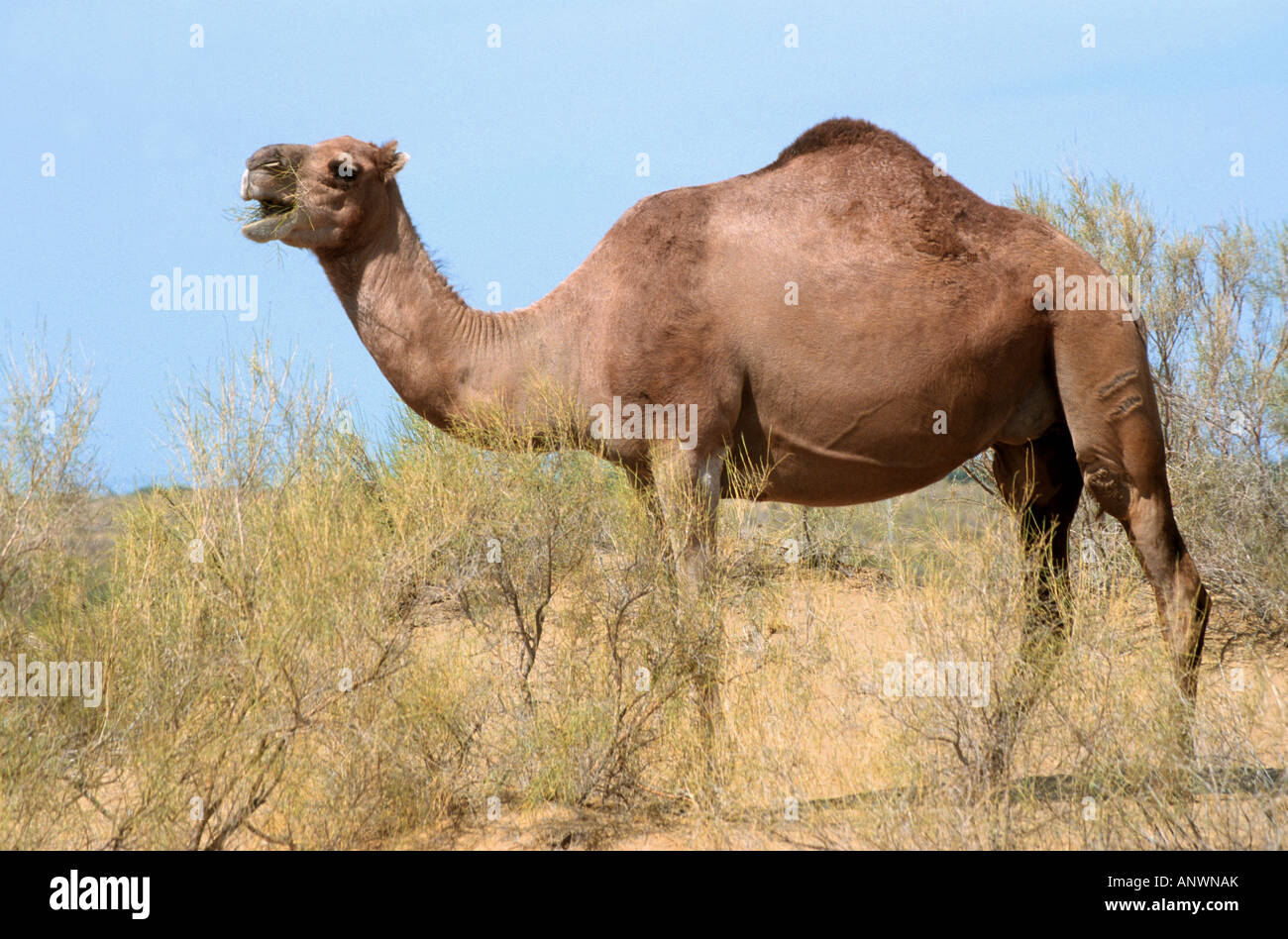 Dromedar, einen buckligen Kamel (Camelus Dromedarius), Fütterung, Usbekistan, Kysylkum Stockfoto