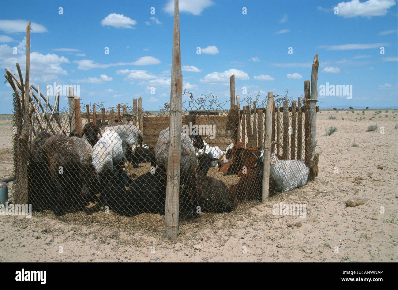Kral für Ziegen, Kasachstan, Kysylkum Stockfoto