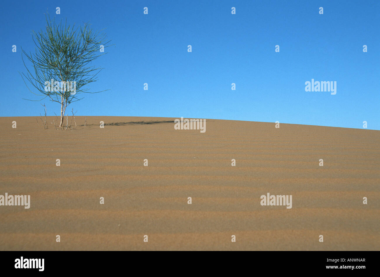 einzelner Baum auf Sanddüne, Usbekistan, Kysylkum Stockfoto