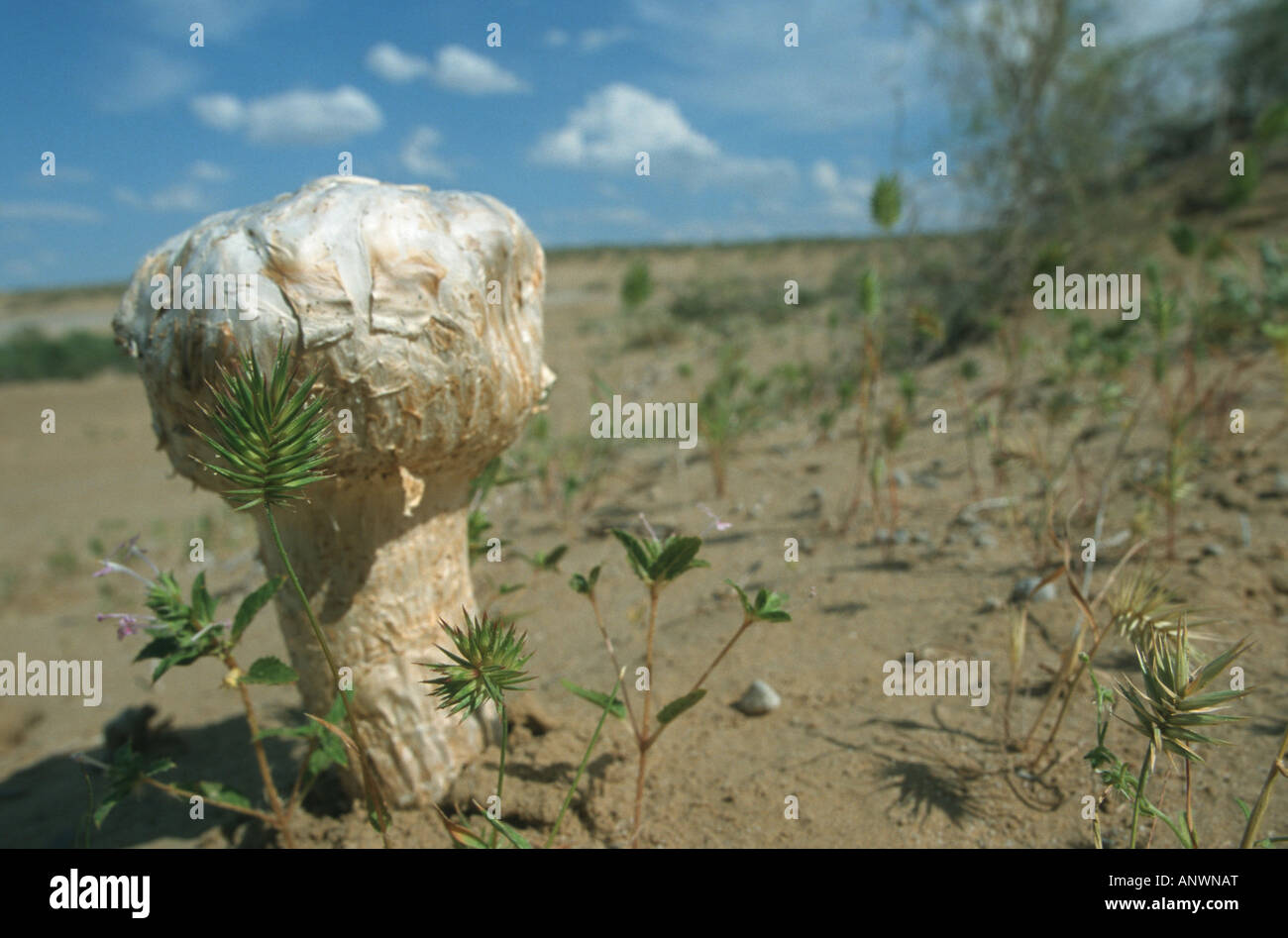 ein Pilz in der Wüste Kysylkum Buchara, Usbekistan Stockfoto