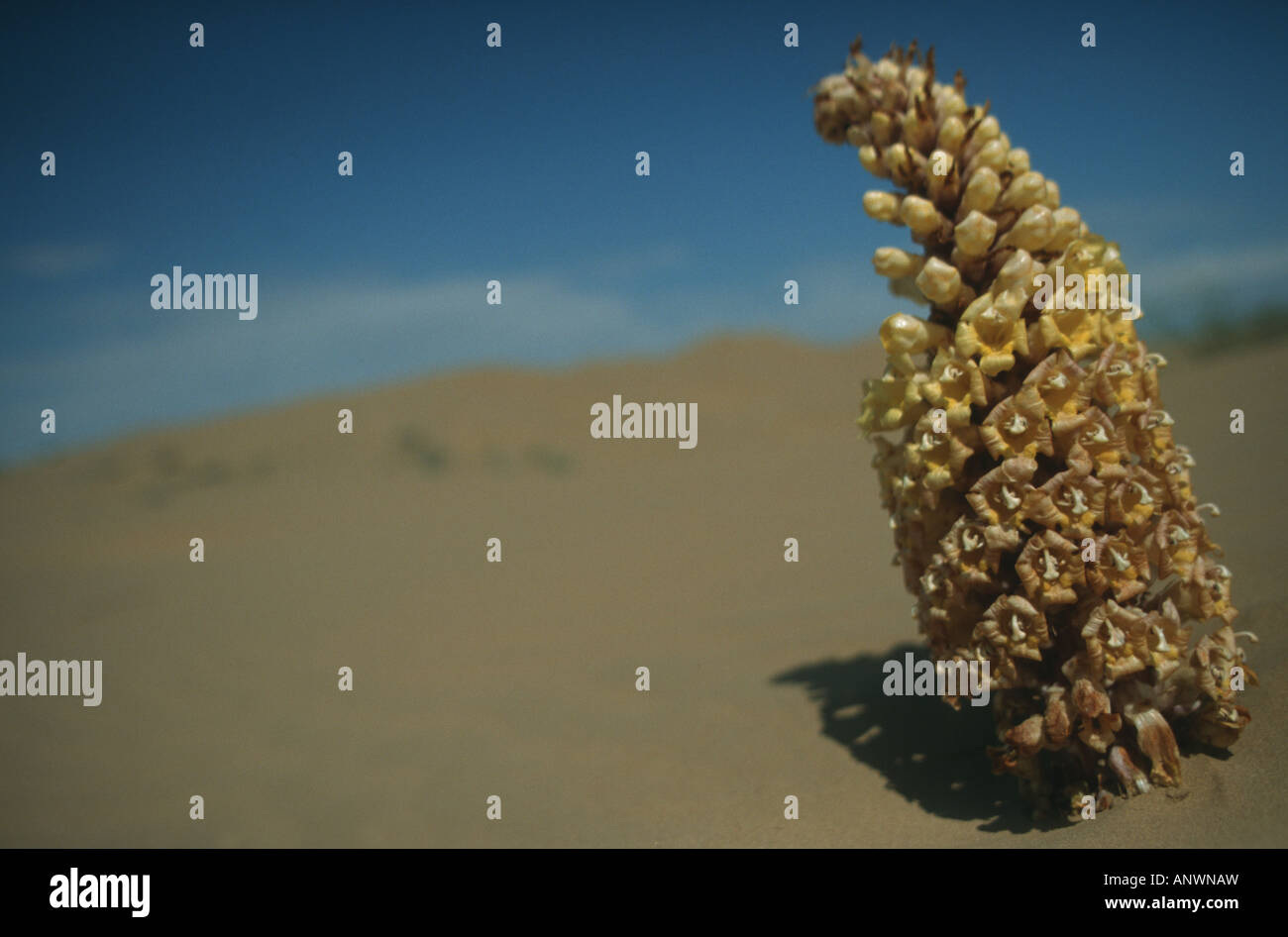 Cistanche (Cistanche Flava), in der Wüste, Usbekistan, Uchkuduk, Kysylkum Stockfoto