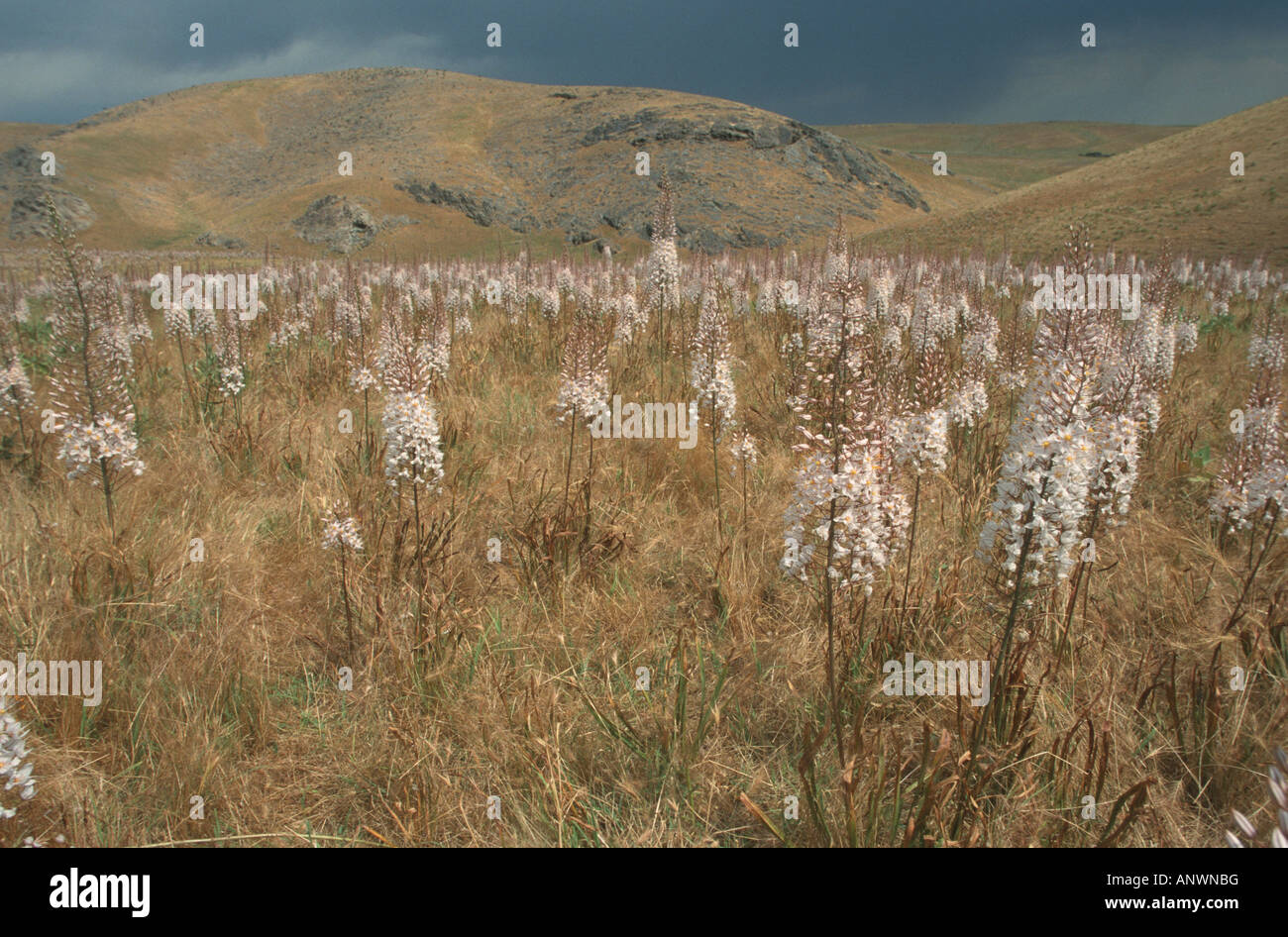 Fuchsschwanz Lily, Wüste Kerze (Eremurus Lactiflorus, Eremurus Lactiflora), Wüste Kerzen in der Kysylkum, Usbekistan, Samarkand, Stockfoto