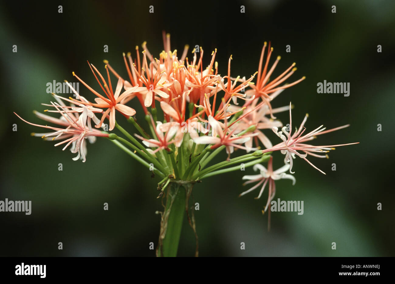 Blut-Lilie, Kap Tulpe (Haemanthus Katherinae, Scadoxus Multiflorus SSP. Katherinae), Blumen Stockfoto