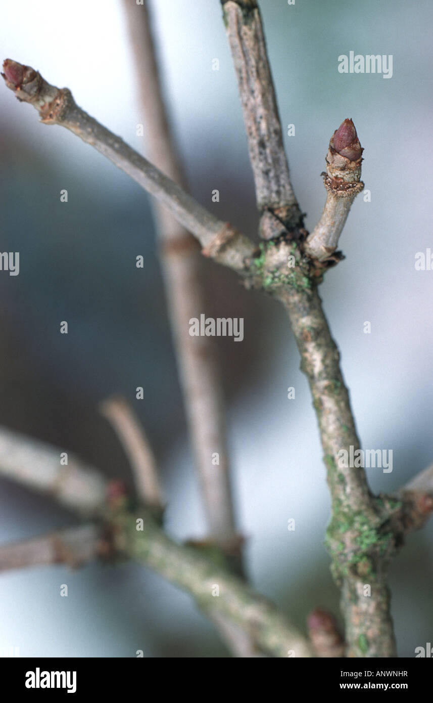 Europäische schwarze Holunder (Sambucus Nigra), Zweig mit Knospen