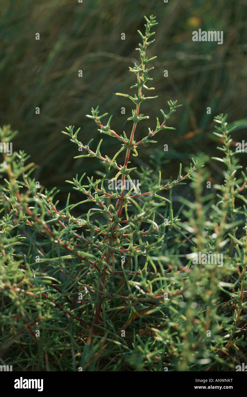 Soda Mönchsbart (Salsola Soda), Pflanze mit Seitensprossen Stockfotografie  - Alamy